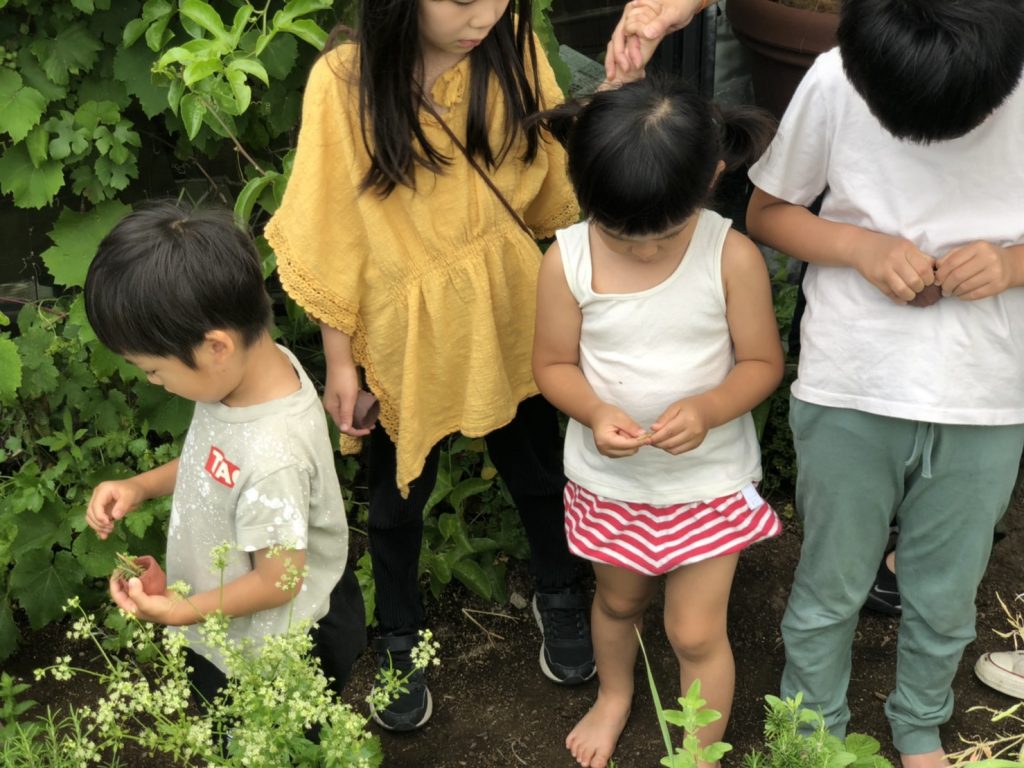 たねのおうち